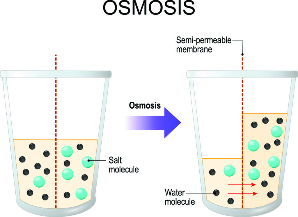 Osmosis Definition